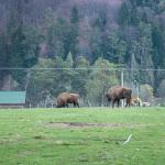 Rezervatia Naturala Valea Zimbrilor - Vama Buzaului