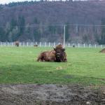 Rezervatia Naturala Valea Zimbrilor - Vama Buzaului