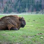 Rezervatia Naturala Valea Zimbrilor - Vama Buzaului