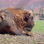Rezervatia Naturala Valea Zimbrilor - Vama Buzaului