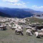 Sfinxul din Bucegi transformat de turisti in zid de escalada - Romsilva intensifica patrulele