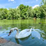 Miscare in aer liber, concerte, sau relaxare, Parcul IOR le are pe toate