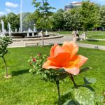 Miscare in aer liber, concerte, sau relaxare, Parcul IOR le are pe toate