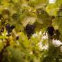 Perryland Urban Farm - Imagine de ansamblu