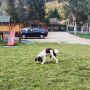 Șezătoarea Lupilor - Imagine de ansamblu
